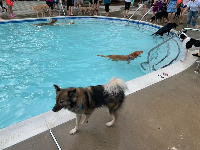 Dog swim