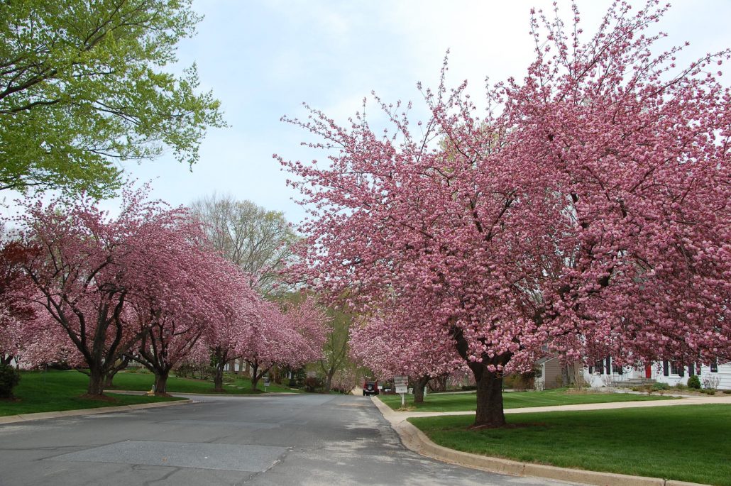 cherry trees