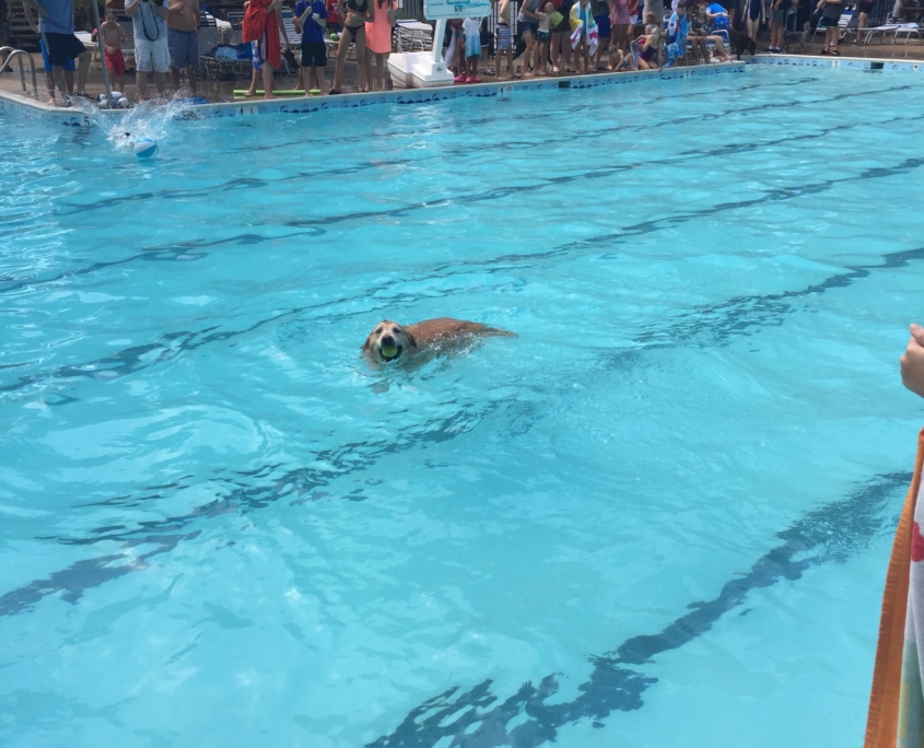 dog swim copy